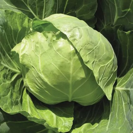 Капуста Голден Бон