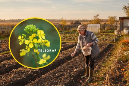 сидерати, город, осінь, збирання врожаю