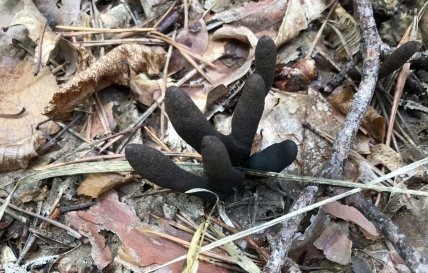 Гриб "Пальцы мертвеца"