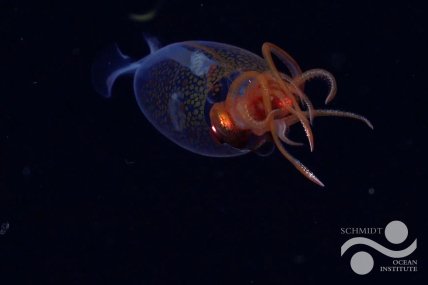 Гігантського кальмара вперше зняли на камеру: ось так він виглядає (фото, відео)