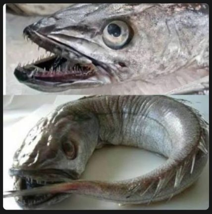 Крупный план головы хека с раскрытой пастью и острыми зубами; ниже лежит целая рыба