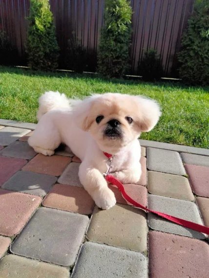 Щенок пекинеса