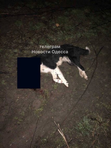 труп собаки