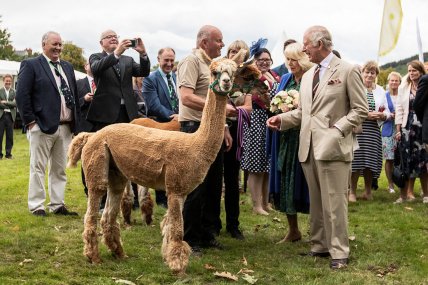 Король Чарльз III и Камилла лама