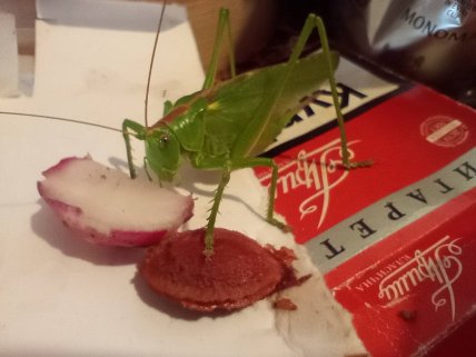 Кузнечик дома