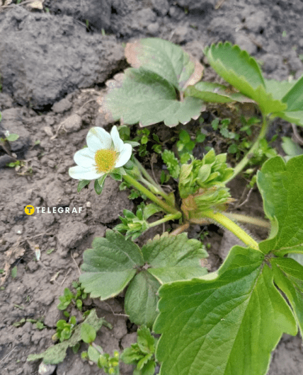 Клубника начинает цвести: не забудьте полить и удобрить