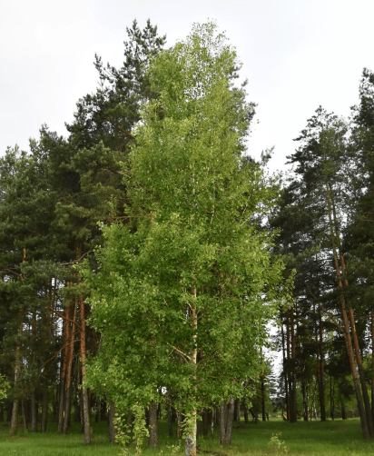 Дерево осина