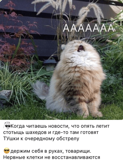 Мем з котом