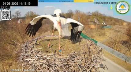 Аист в бойцовской позе