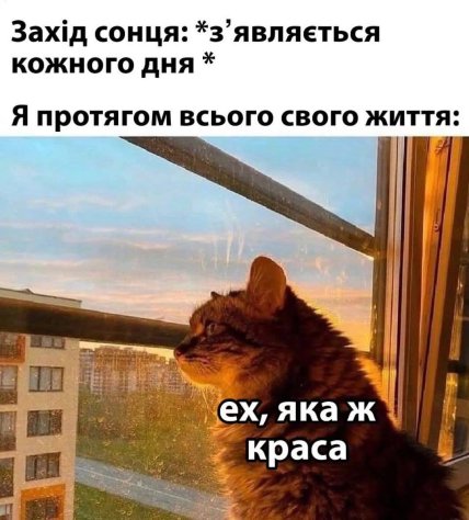 Мем кот смотрит на закат