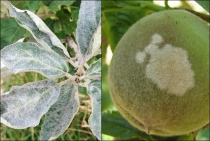 Мучнистая роса