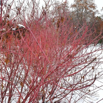 Кизил взимку, як виглядає