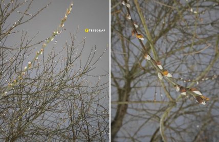 козья ива, котики, ива цветет зимой