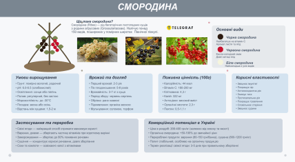 Калорійність смородини