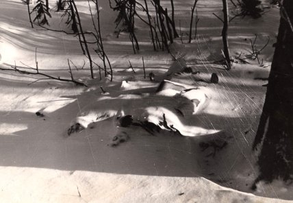 Дорошенка та Кривоніщенка