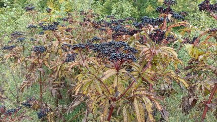 бузина трав’яниста