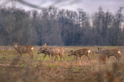 Стая косуль