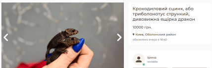 Крокодиловий сцинк