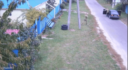 мобилизация кота