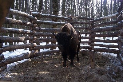 Ловушка на зубра для перевозки