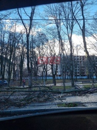 В Сумах упало дерево