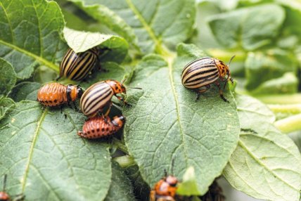 Колорадський жук — головний ворог картоплі