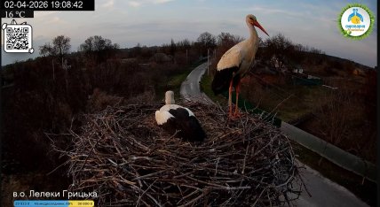 Лелеки. Вона прилетіла