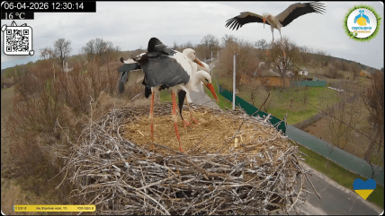 Боротьба за гніздо — Грицик та Одарка