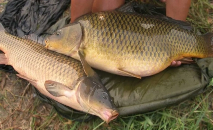 Как выглядит карп