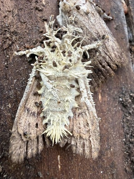 Метелик, якого вразив гриб Akanthomyces або Cordyceps