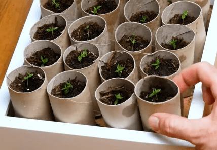 Розсада у стаканчиках