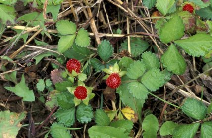 плоды дюшенеи