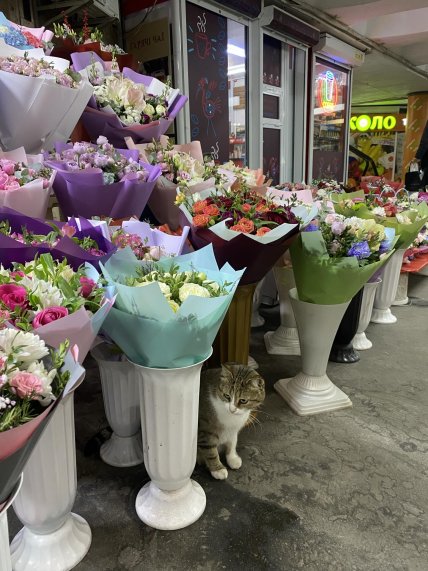 Кішка на площі Українських Героїв у Києві