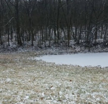 Хаскі на засніженій галявині