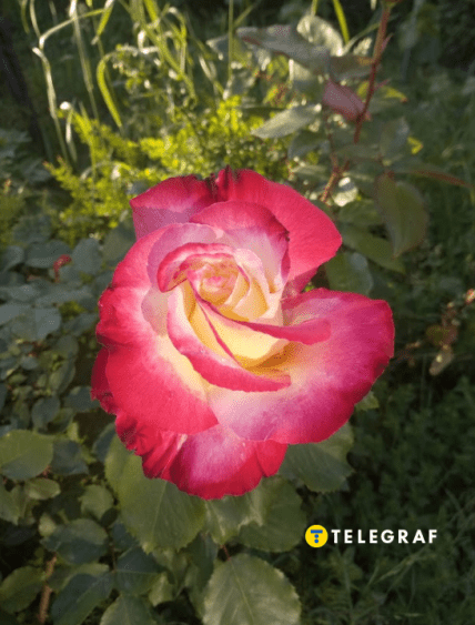 Роза Дабл делайт Подвійна радість