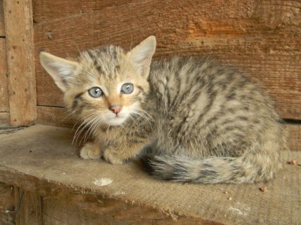 В Одеській області знайшли кошенят лісового кота