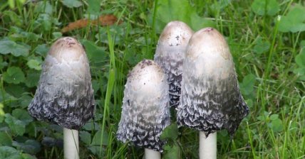 Навозник белый