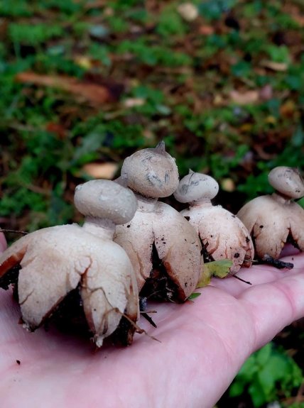 Звездовик гриб что известно