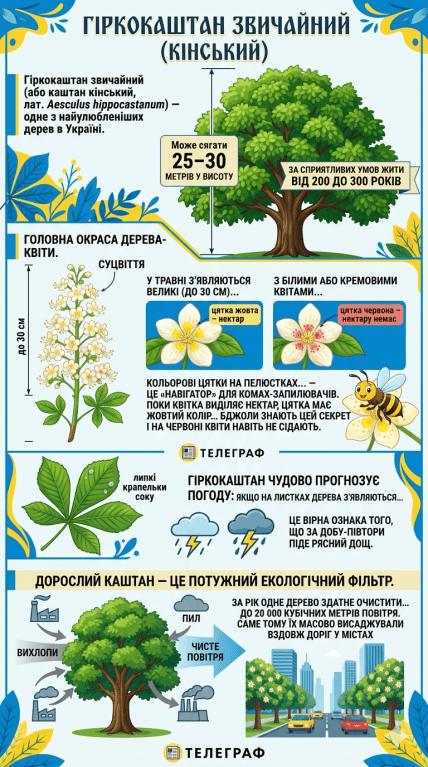 Конский каштан обыкновенный, инфографика