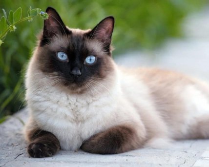 Домашний кот