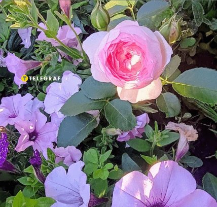 Троянда Везаліус