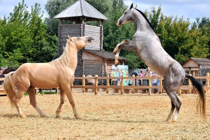 семейная афиша 5 и 6 марта, выходные с ребенком в киеве, куда сходить с ребенком в выходные, куда пойти в киеве на выходных, куда пойти с ребенком 5 марта 2016, 
