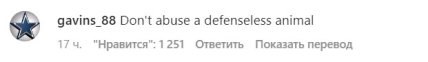 В сети раскритиковали Хасбика за насилие над котом