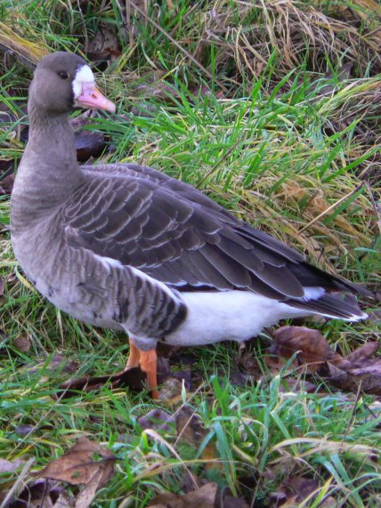 Гуска білолоба