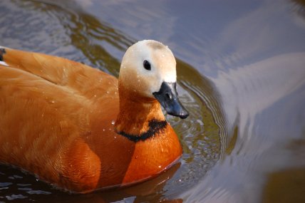 Ареал происхождения птицы огара