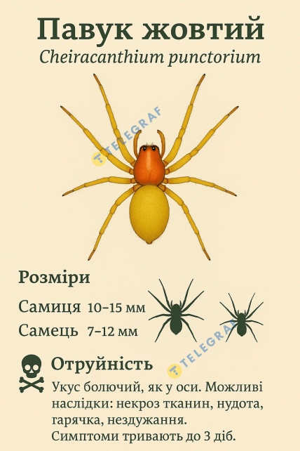 Паук желтый – что надо знать