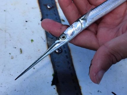 Рыба сарган