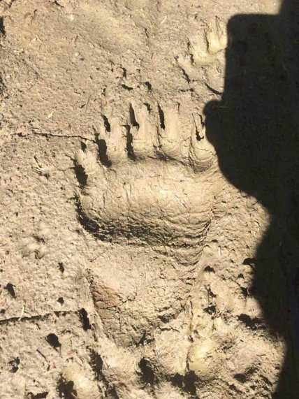 Лапы медведя