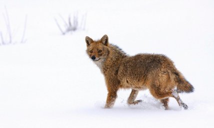 Шакал обыкновенный (Canis aureus)