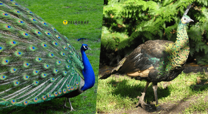 Павичі - звичайний та синьокрилий